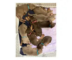 Doberman pinscher puppies - 10