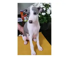 3 beautiful Italian Greyhound Puppies for sale