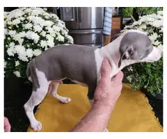 3 beautiful Italian Greyhound Puppies for sale - 3