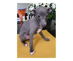 3 beautiful Italian Greyhound Puppies for sale - 4