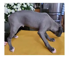 3 beautiful Italian Greyhound Puppies for sale - 5