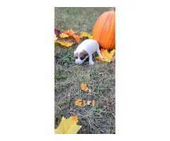 Jack Russell Puppies - 4