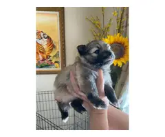 Baby Pomeranian - 8