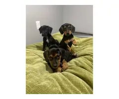 Male and female Dachshund Puppies - 2