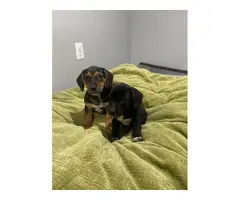 Male and female Dachshund Puppies - 3