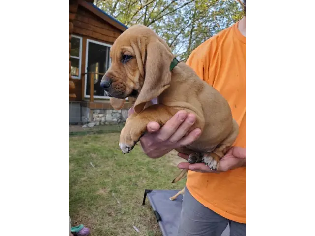 Hound Puppies in need of home - 1/7