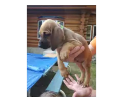 Hound Puppies in need of home - 3