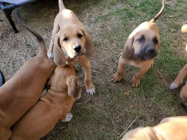 Hound Puppies in need of home - 7/7