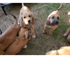 Hound Puppies in need of home - 7