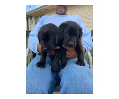 3 Labrador retriever puppies left
