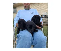 3 Labrador retriever puppies left - 2