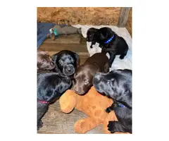 3 Labrador retriever puppies left - 3