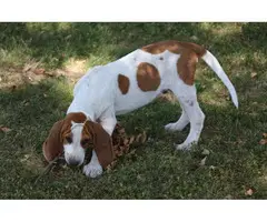 English Coonhound puppies looking for forever homes - 2