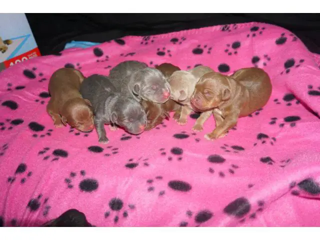 Male and female American bully puppies available