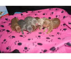 Male and female American bully puppies available