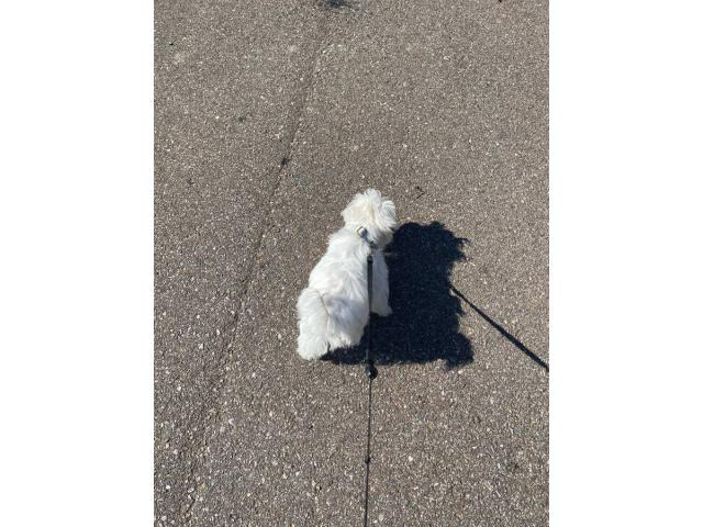 Maltipoo puppy for sale Helena - Puppies for Sale Near Me