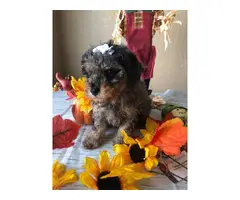 Blue Merle Toy Poodle Puppies