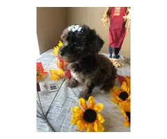 Blue Merle Toy Poodle Puppies - 2