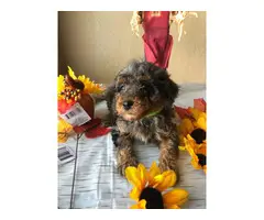 Blue Merle Toy Poodle Puppies - 3