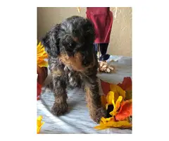 Blue Merle Toy Poodle Puppies - 4