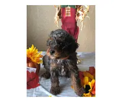 Blue Merle Toy Poodle Puppies - 5