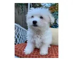 9 weeks old Maltese Puppy for sale