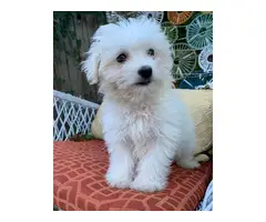 9 weeks old Maltese Puppy for sale - 2