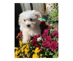 9 weeks old Maltese Puppy for sale - 3