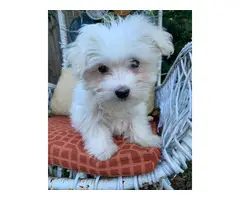 9 weeks old Maltese Puppy for sale - 4