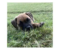 Male and female Boxer puppies - 2