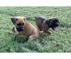 Male and female Boxer puppies - 3