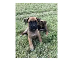 Male and female Boxer puppies - 4
