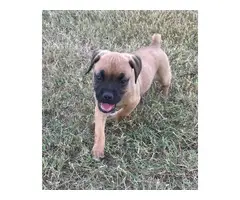 Male and female Boxer puppies - 5