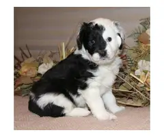4 mini Aussie doodle puppies for sale