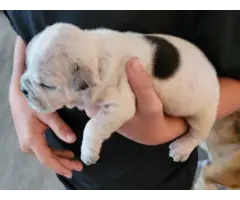 3 olde english bulldogge puppies available