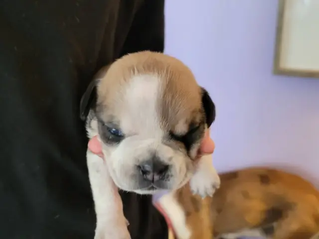3 olde english bulldogge puppies available - 5/8