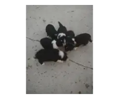 4 Border Collie Puppies for Sale - 4