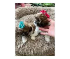 Beautiful Shihtzu Yorkie Mix Puppies - 2