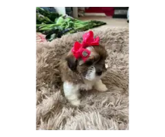 Beautiful Shihtzu Yorkie Mix Puppies - 4