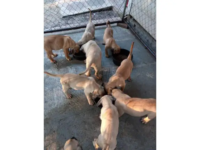 Presta Canario puppies for sale - 2/7