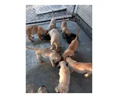 Presta Canario puppies for sale