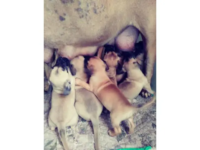 Presta Canario puppies for sale - 4/7