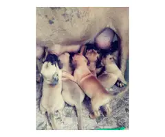 Presta Canario puppies for sale - 4
