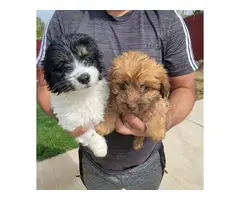 Shichi puppies for sale - 1