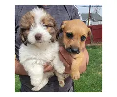 Shichi puppies for sale - 3