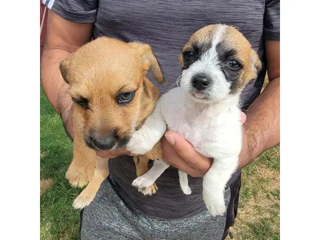 Shichi puppies for sale - 4/9