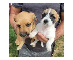 Shichi puppies for sale - 4