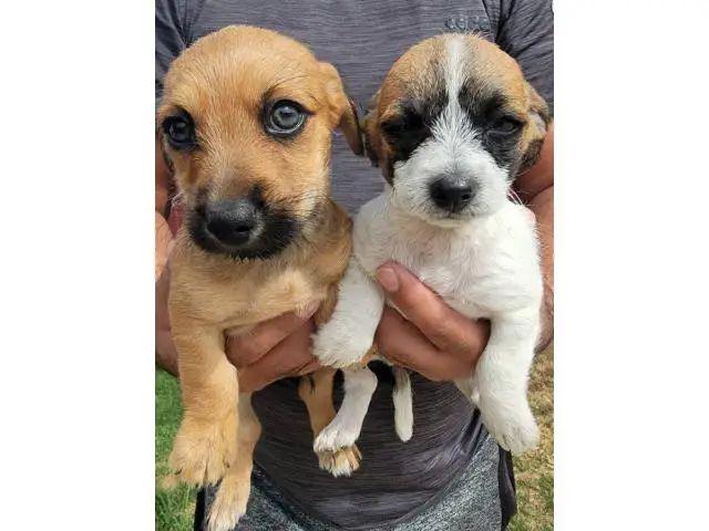 Shichi puppies for sale - 5/9