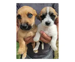 Shichi puppies for sale - 5