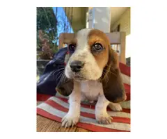 AKC Basset Hound Puppies for Sale - 3